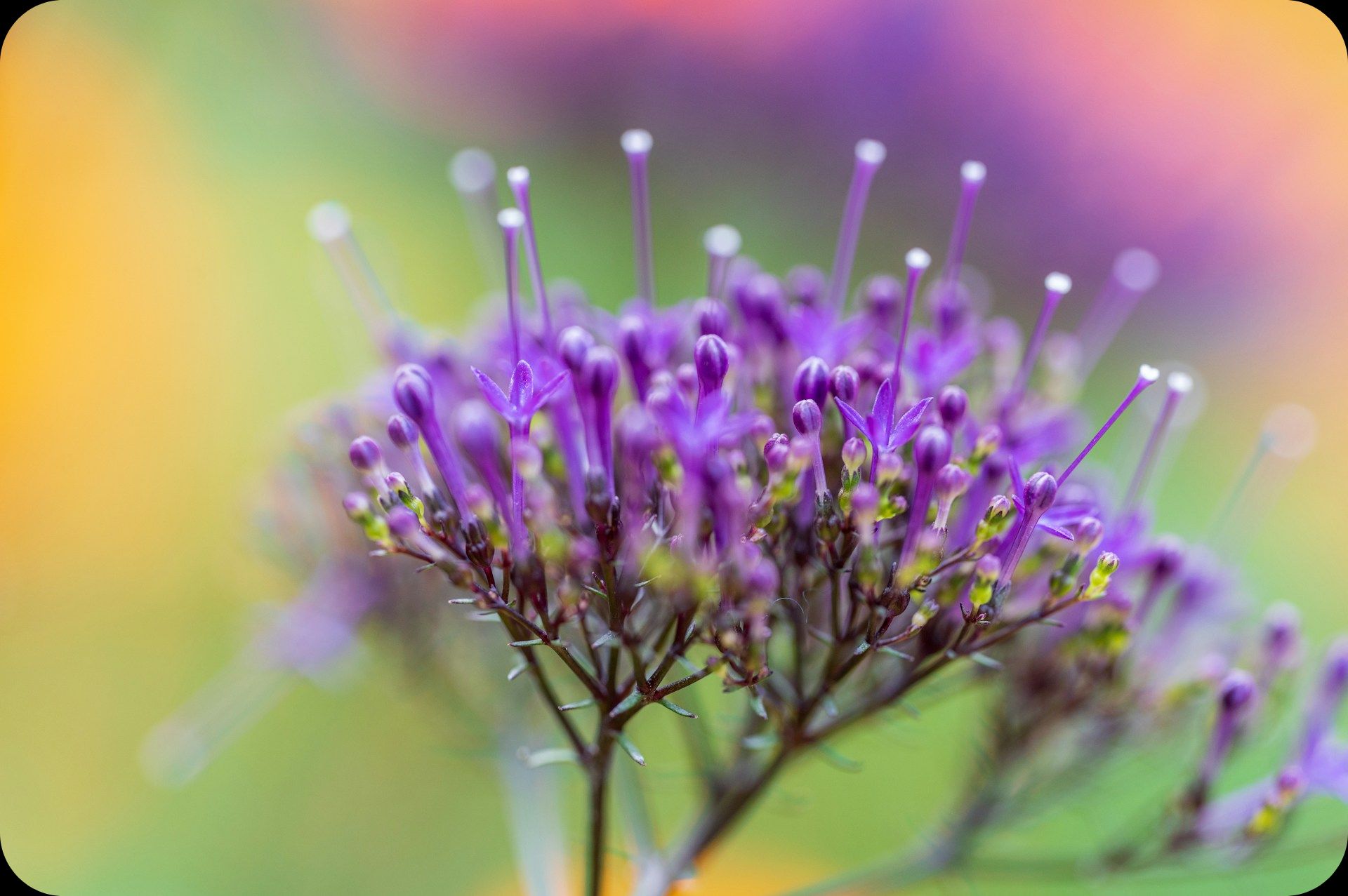 How To Get A Shallow Depth Of Field In Photos 