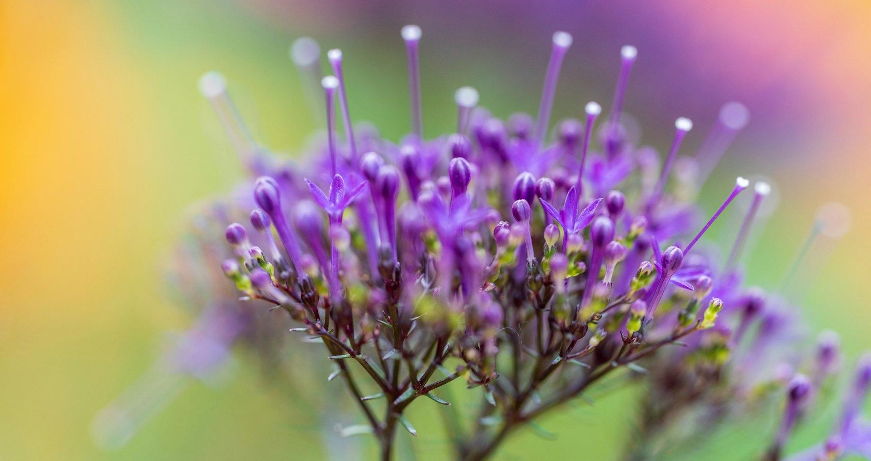 Shallow View How To Get A Shallow Depth Of Field In Photos | Skylum Blog