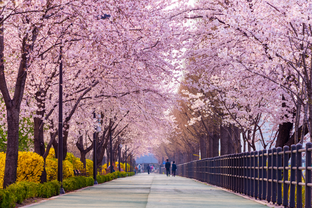 Cherry Blossom In South Korea: Places To Visit | Skylum Blog