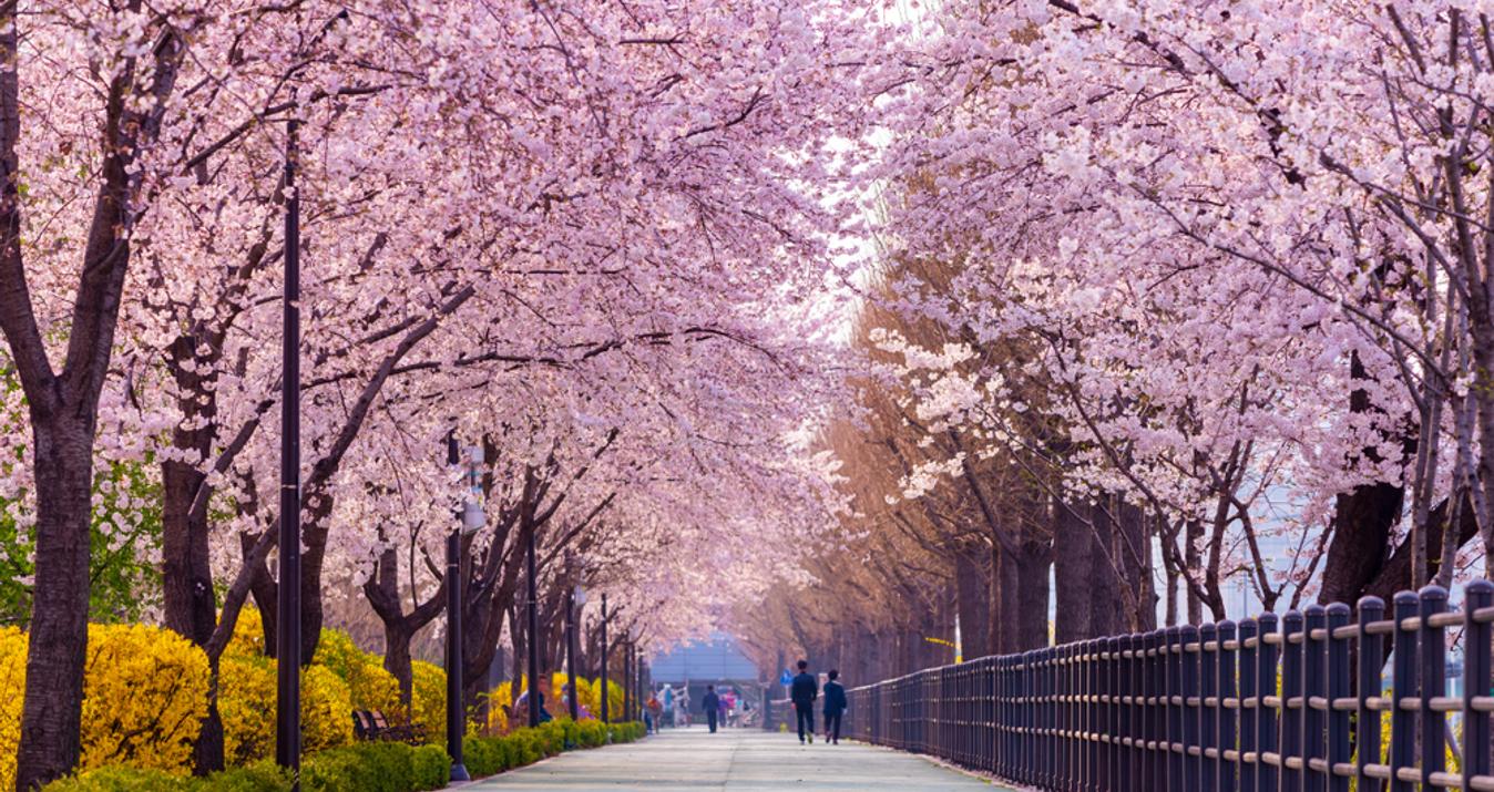 The Best Places to See the Cherry Blossoms in Seoul