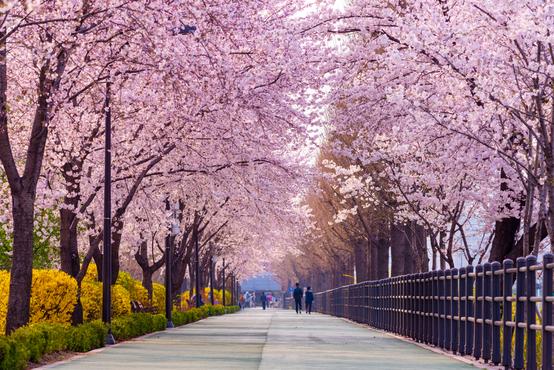 The Best Places to See the Cherry Blossoms in Seoul