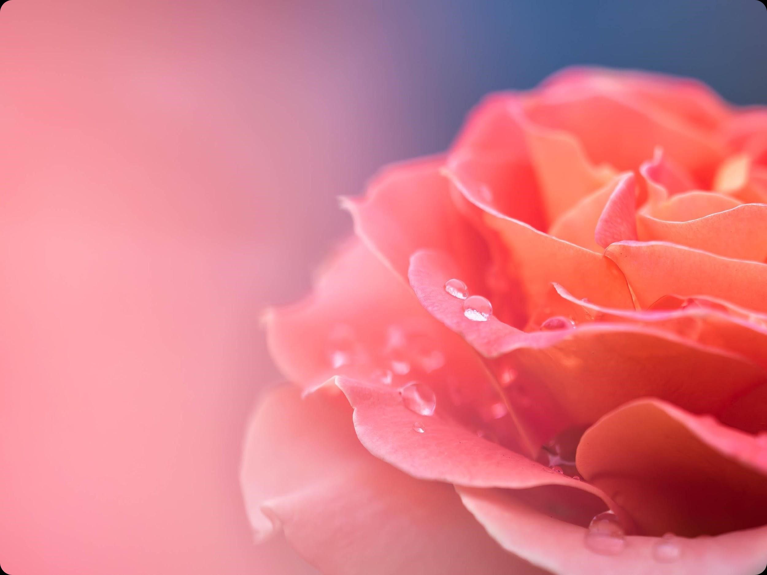 How to Edit Macro Photos with Luminar Neo | Skylum Blog