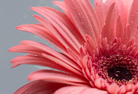 Floral Photography Tips For Boosting Sales
