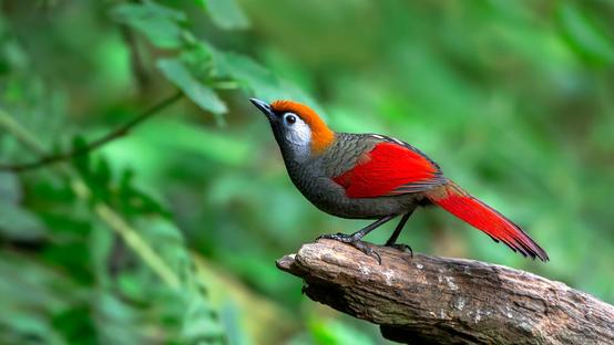Best Camera For Bird Photography 2025