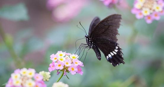 The Art of Butterfly Photography: Pro Techniques Unveiled