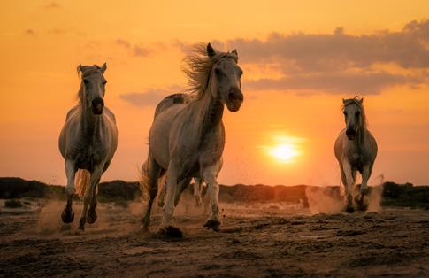 The Rule of Odds in Photography: How to Create Balanced Compositions
