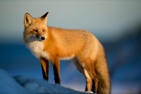 Rule of Thirds for Wildlife Photography: Capture More Dynamic Shots