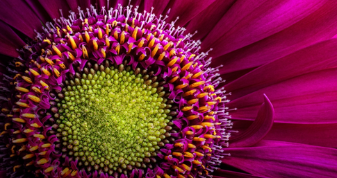 What Is Macro Photography?