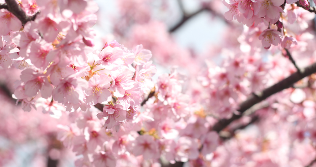 Cherry Blossom Photography Captures Fleeting Spring Beauty