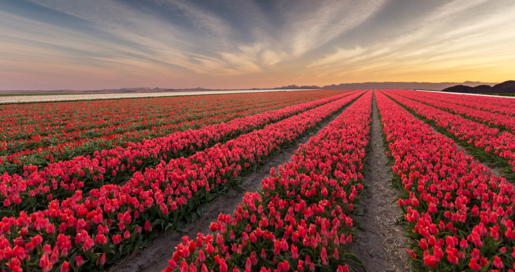 Tulip Photoshoot Ideas for Spring