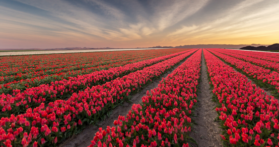 Tulip Photoshoot Ideas for Spring