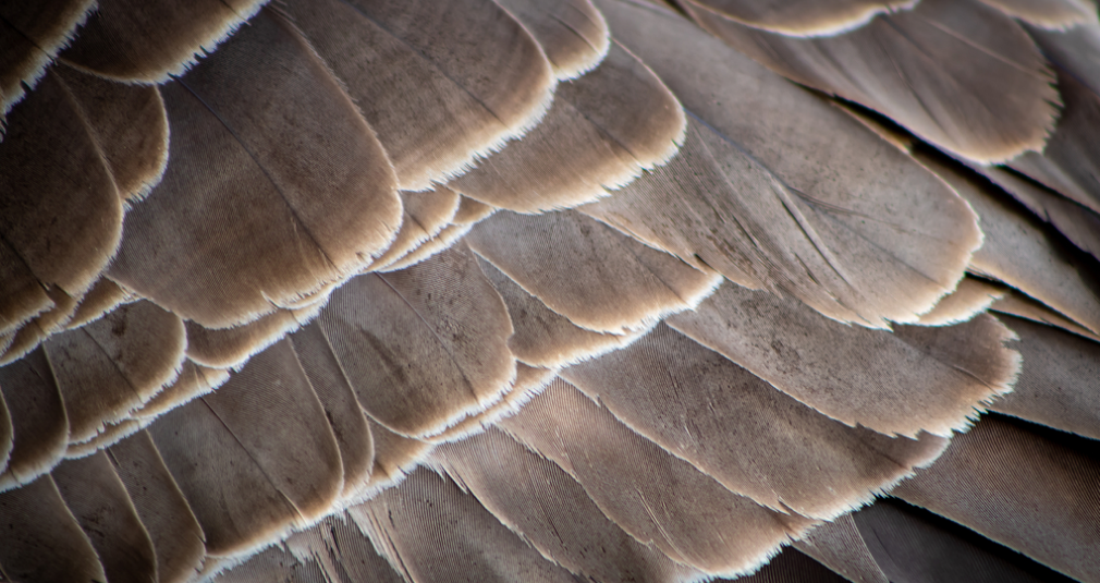 What Color Is Taupe: A Detailed Look At Its Characteristics