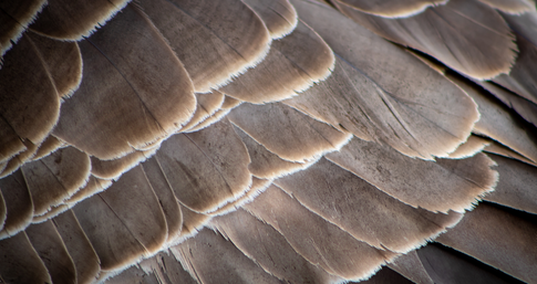 What Color Is Taupe: A Detailed Look At Its Characteristics