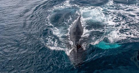 9 facts about whales<br>you didn't know before