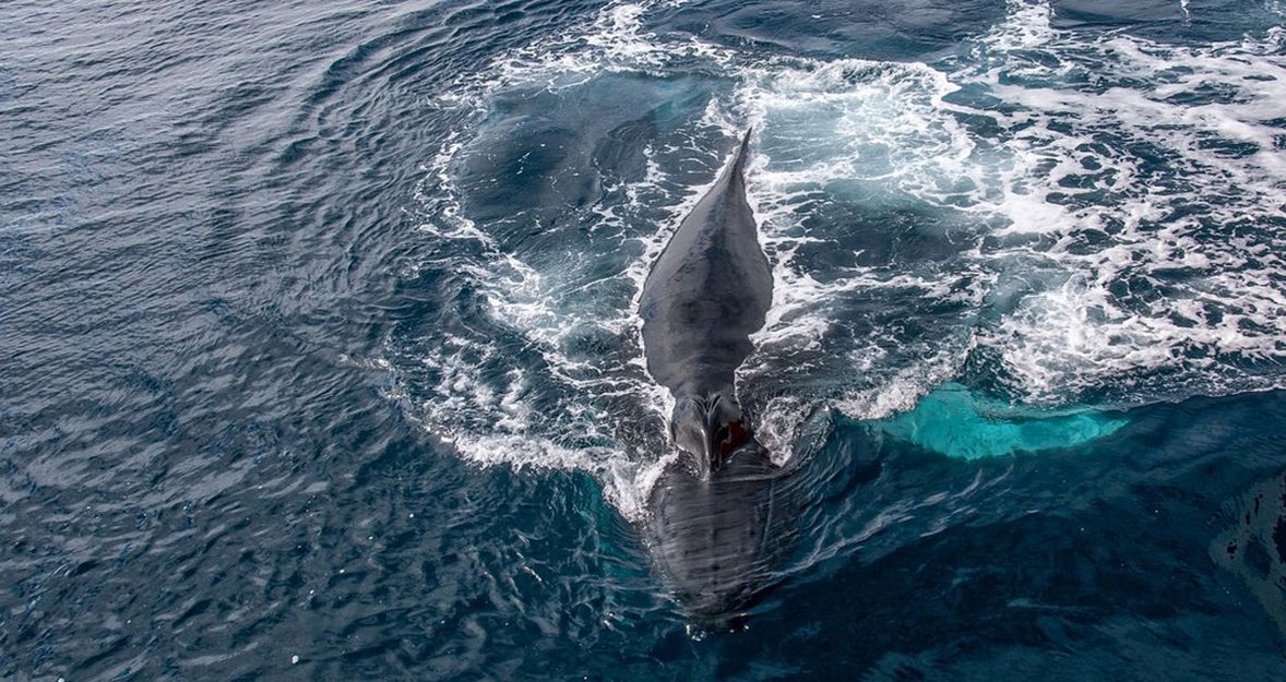 9 facts about whales you didn't know before