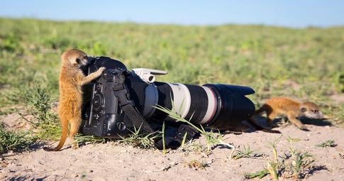 Wild life with Will Burrard-Lucas