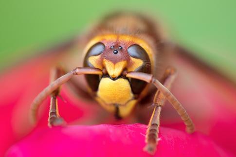 10 Tips for Using Close-Up Photography in Your Macro Shots