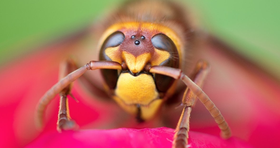 10 Tips for Using Close-Up Photography in Your Macro Shots