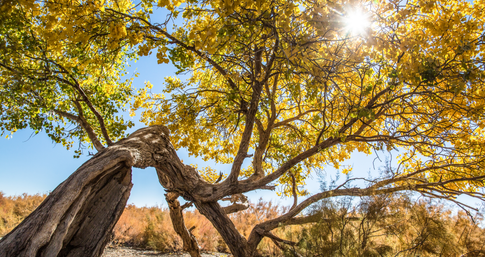 Sunny 16 Rule: Easy Exposure Tips for Photographers