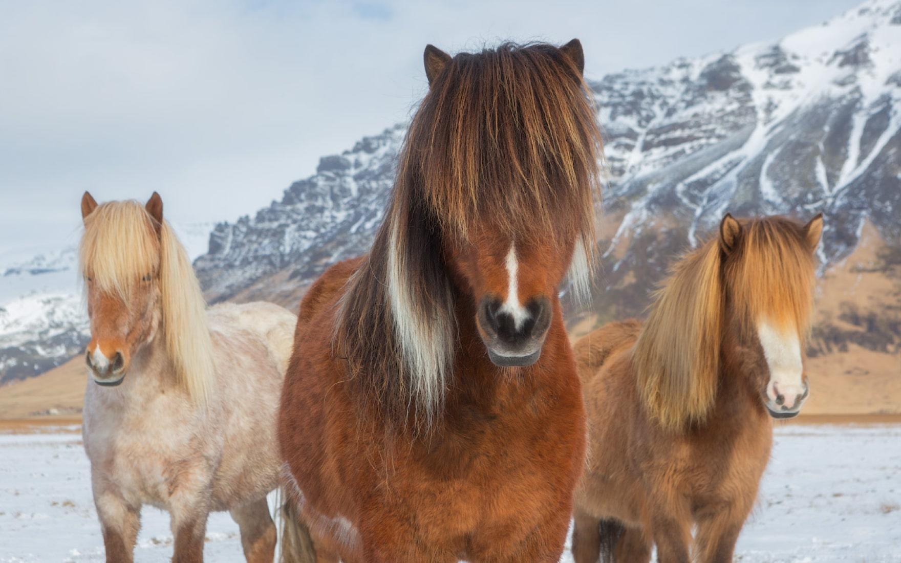 Greenland Explorer: Arctic Photo Tour(4)