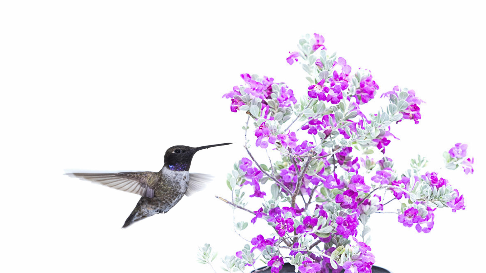 Extending the Power of Adobe Photoshop & Adobe Lightroom with Luminar Flex plugin(8)