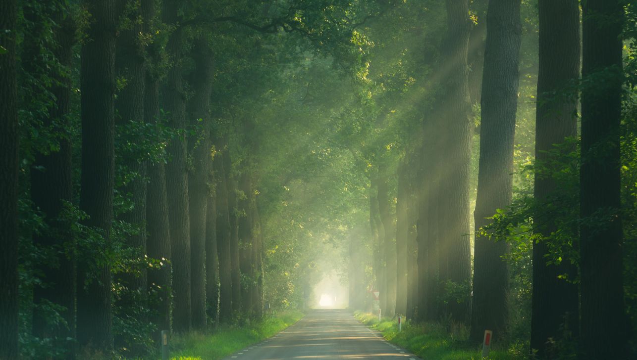 Magical Forests Templates Looks By Albert Dros Magical Forests Templates Looks By Albert Dros