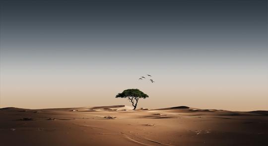 Lovely Bird Overlays image