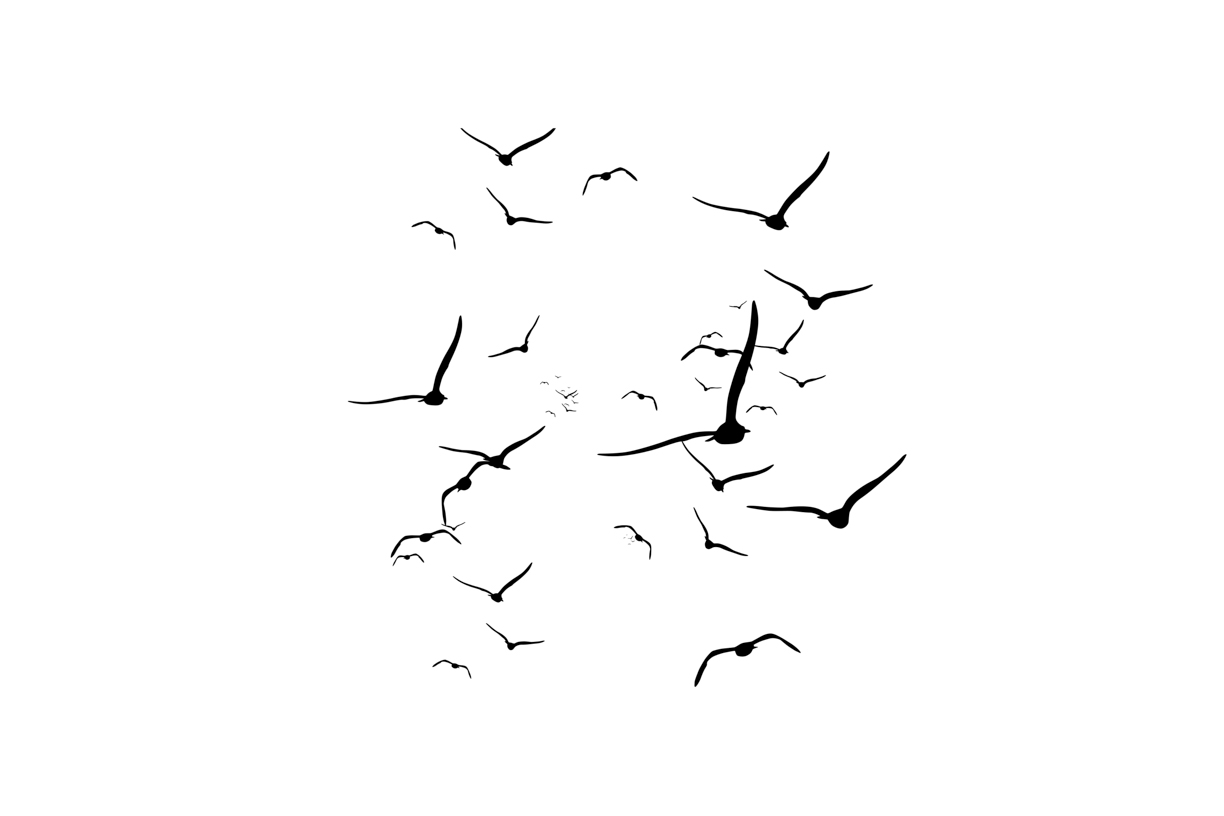 Lovely Bird Overlays(52)