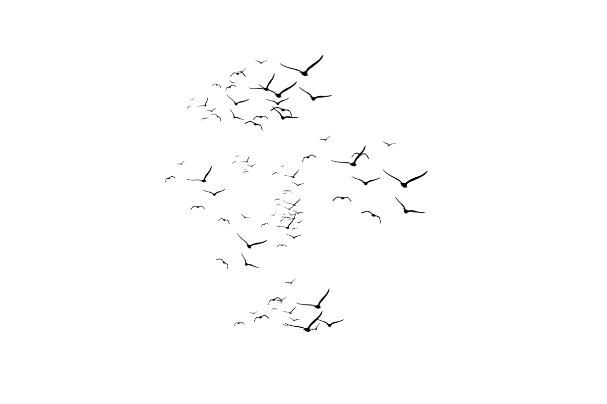 Lovely Bird Overlays(53)