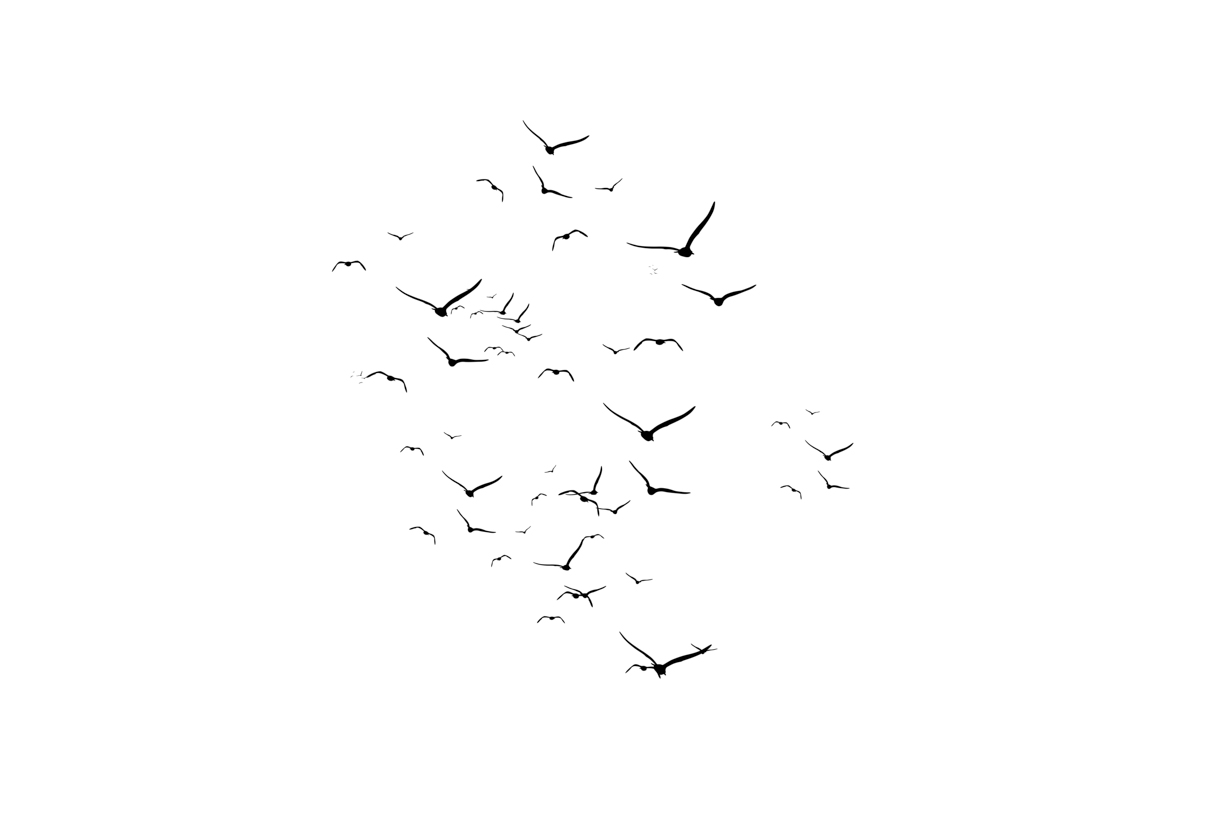 Lovely Bird Overlays(54)