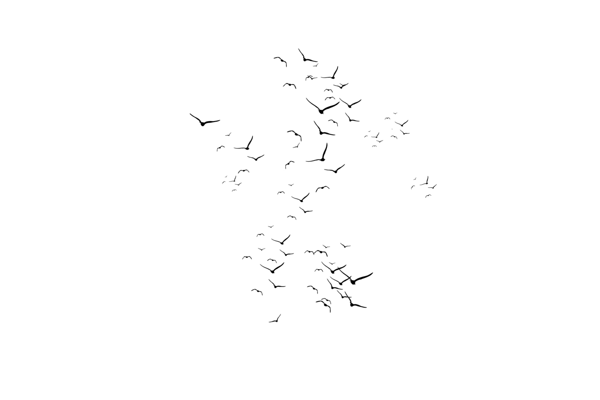 Lovely Bird Overlays(55)