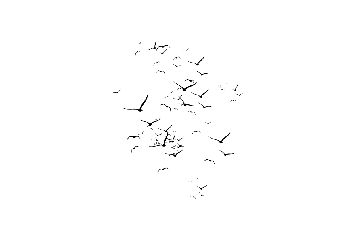 Lovely Bird Overlays(56)