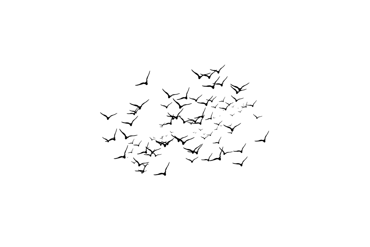 Lovely Bird Overlays(57)