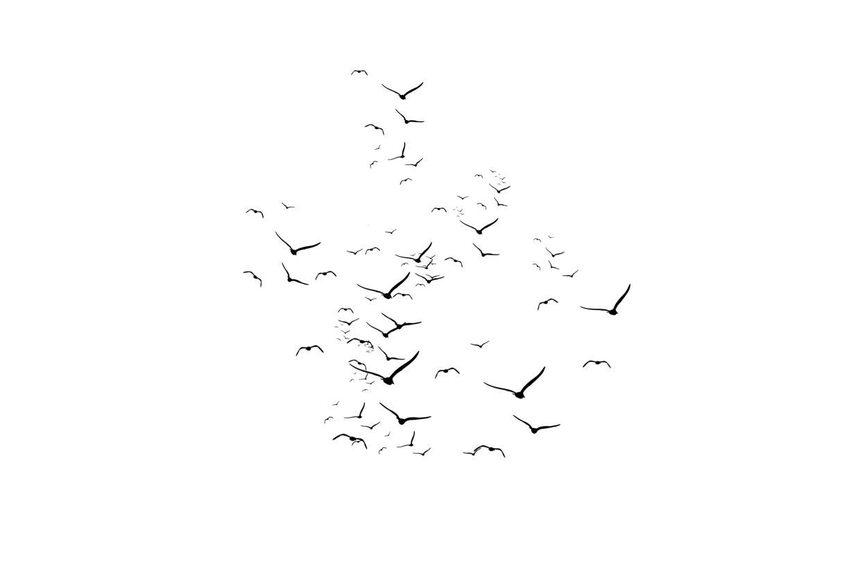 Lovely Bird Overlays(58)