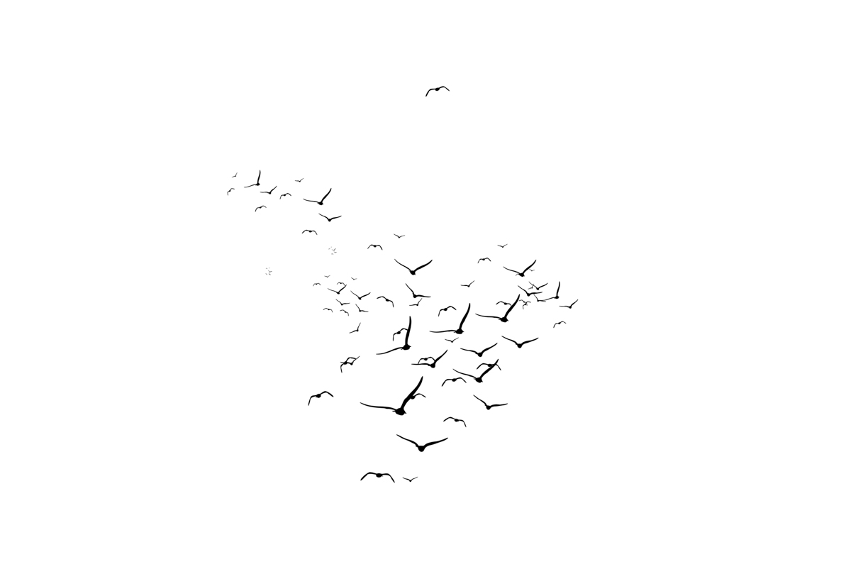 Lovely Bird Overlays(60)