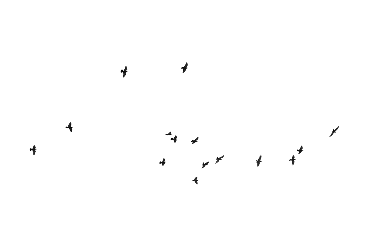 Lovely Bird Overlays(63)