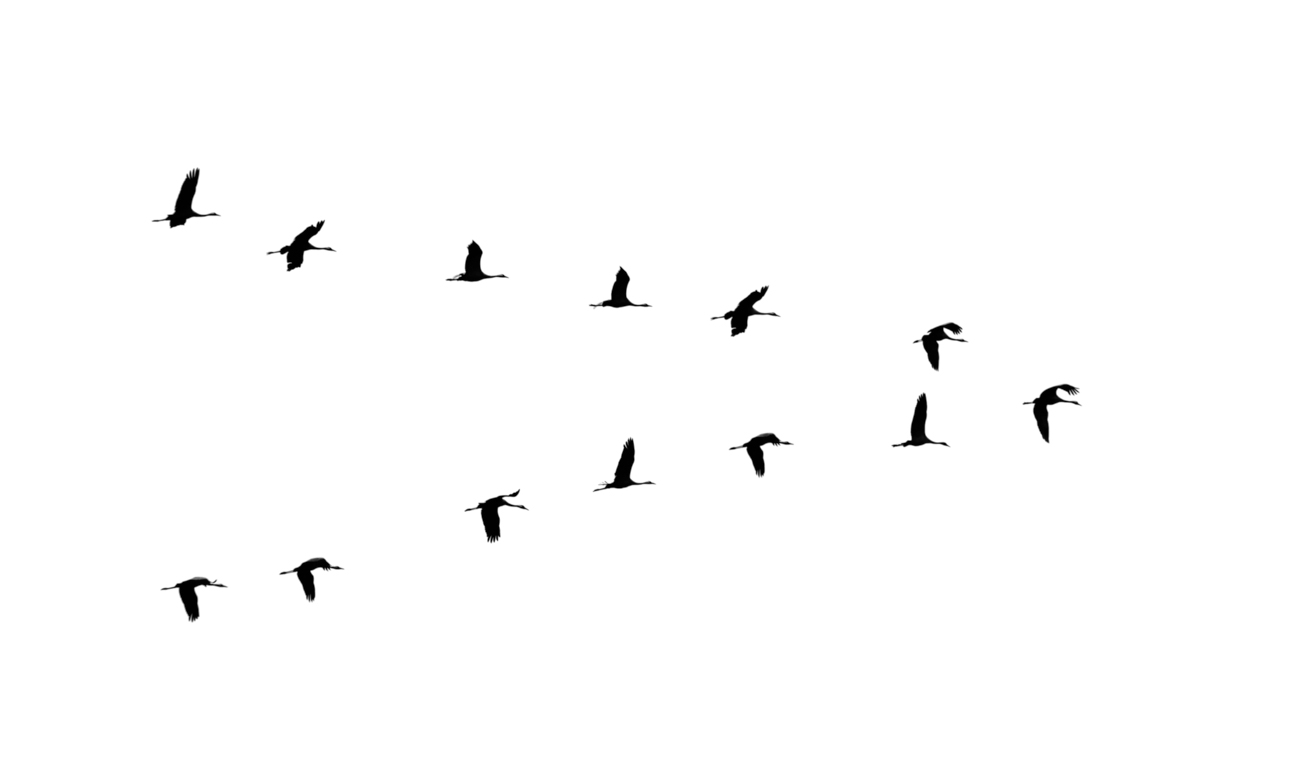 Lovely Bird Overlays(65)