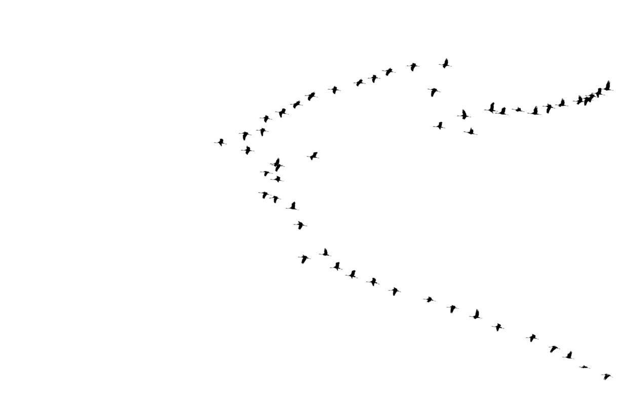 Lovely Bird Overlays(66)