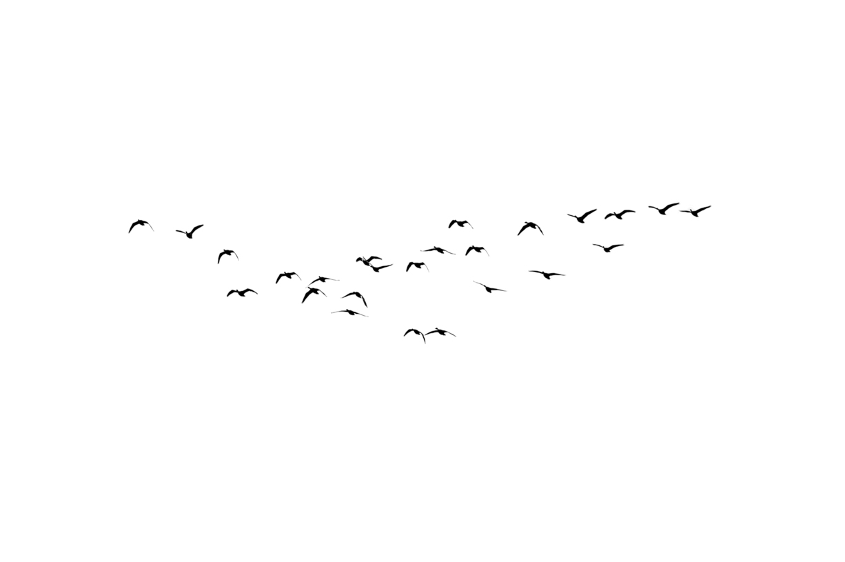 Lovely Bird Overlays(67)