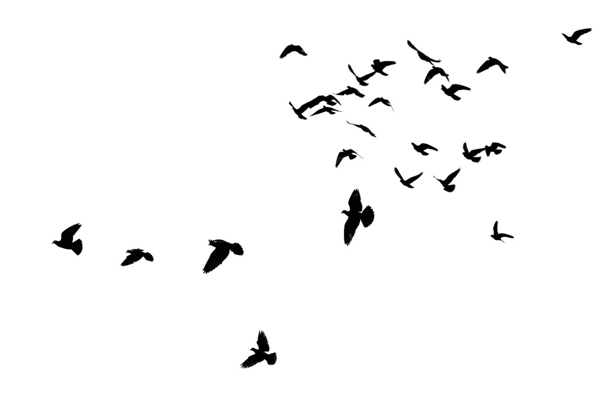 Lovely Bird Overlays(68)