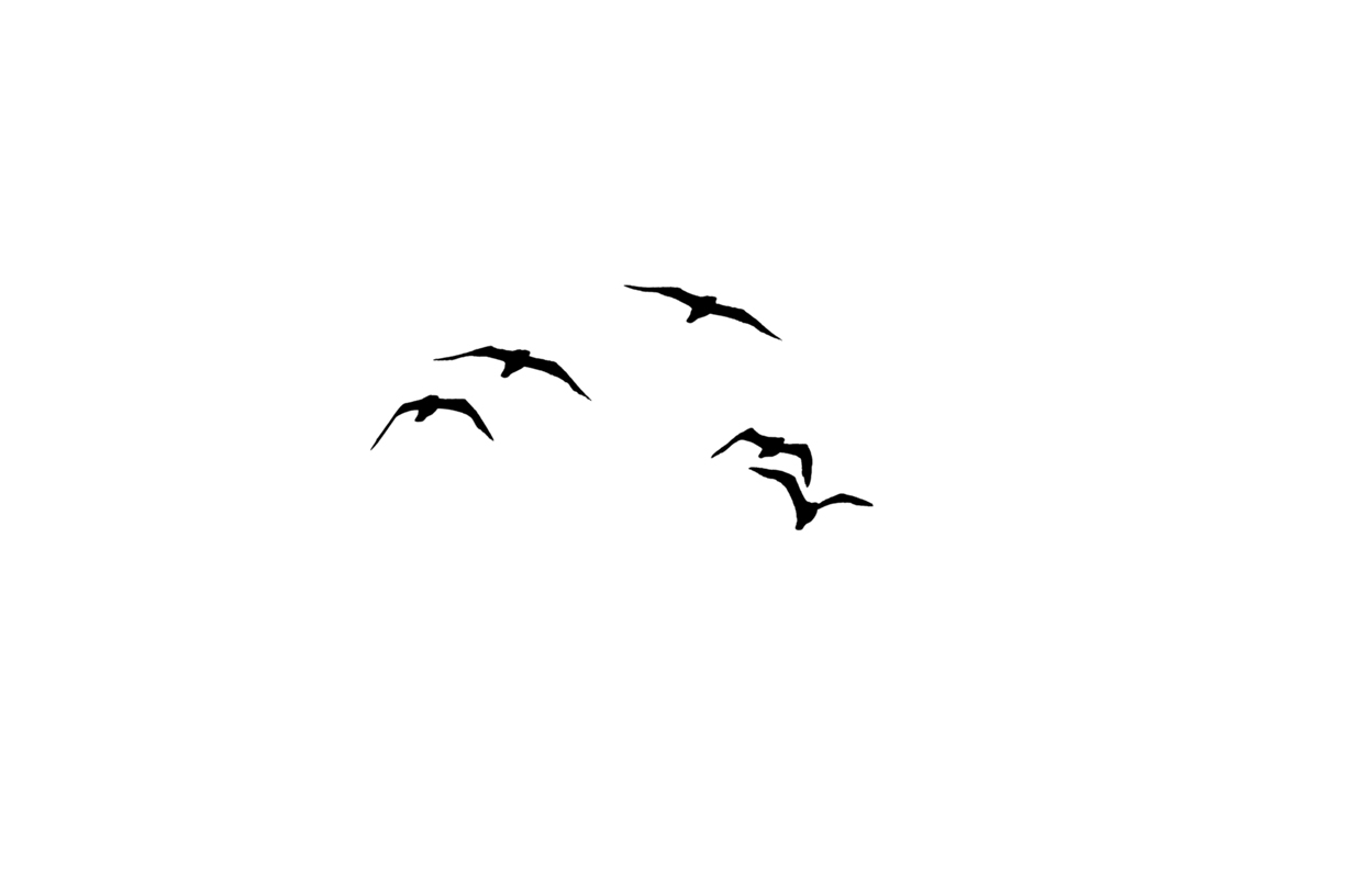 Lovely Bird Overlays(78)