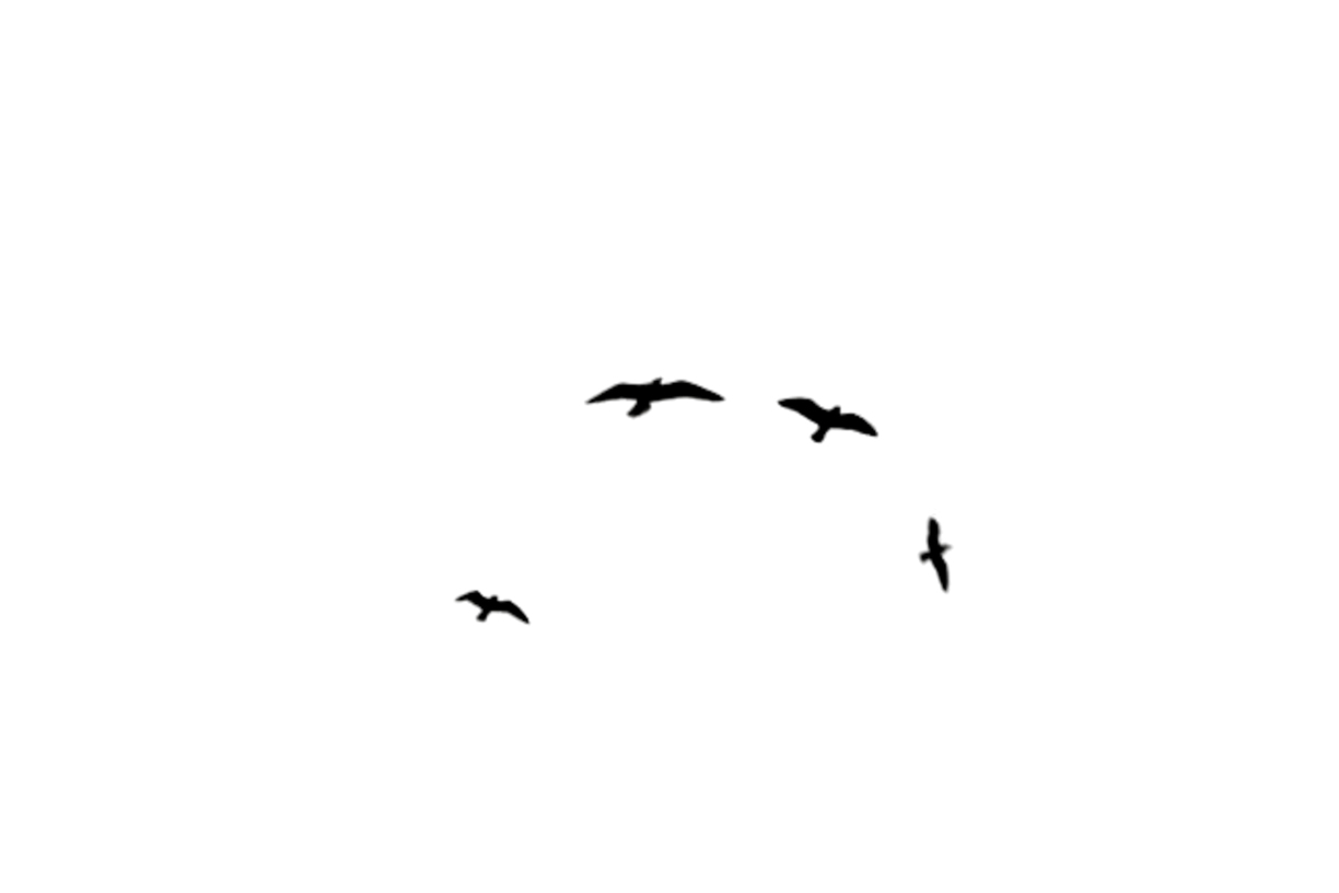 Lovely Bird Overlays(80)