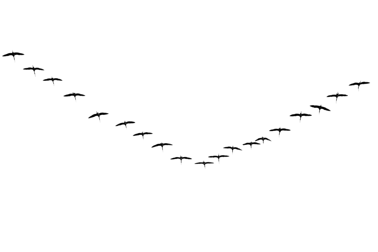 Lovely Bird Overlays(90)