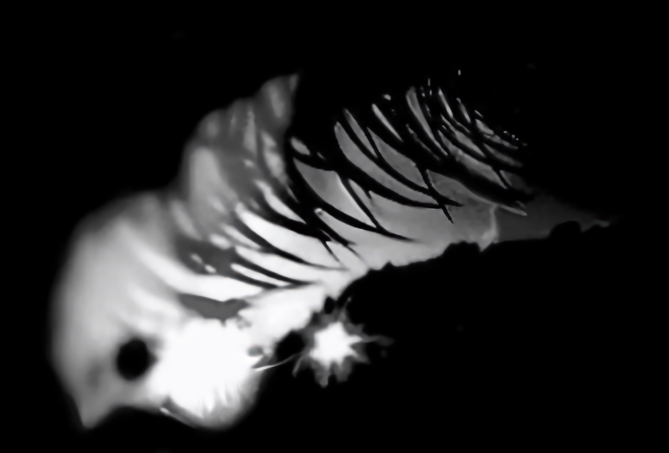 Catchlight Reflections Overlays(55)