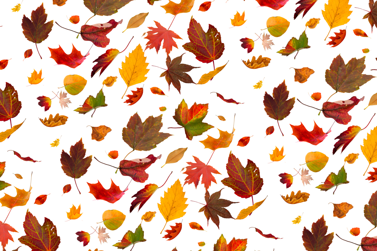 Autumn Leaves Magic(59)