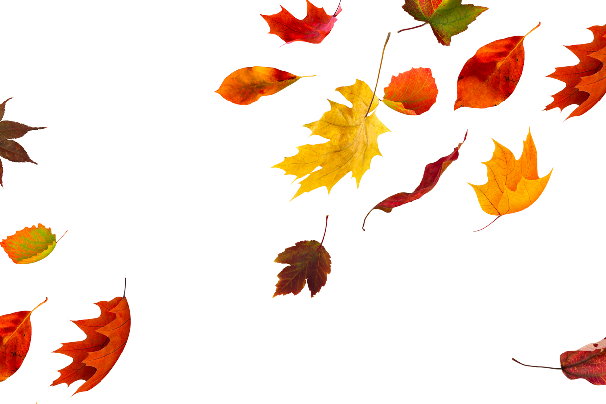 Autumn Leaves Magic(60)