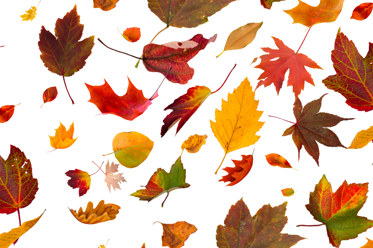 Autumn Leaves Magic(61)