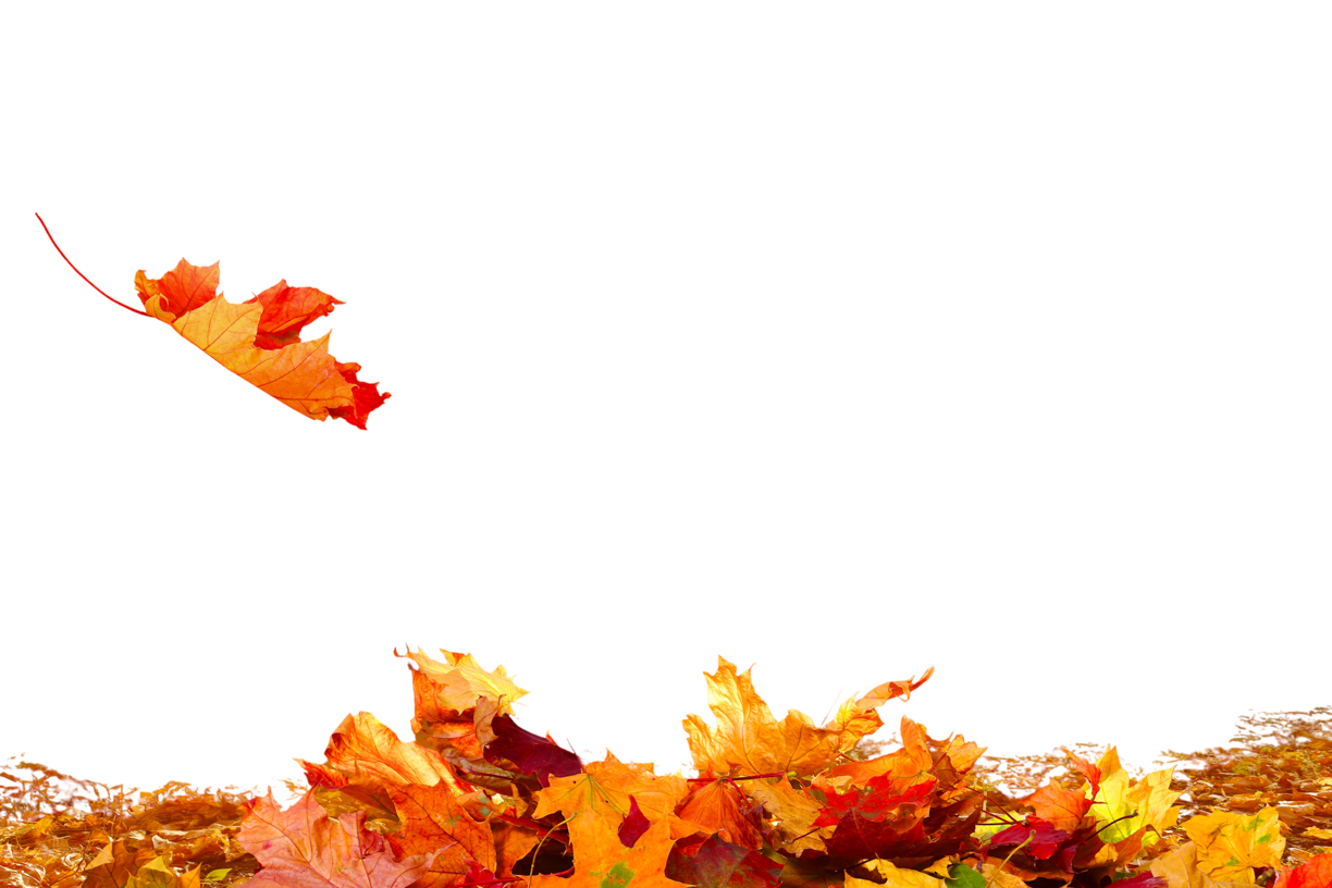 Autumn Leaves Magic(64)