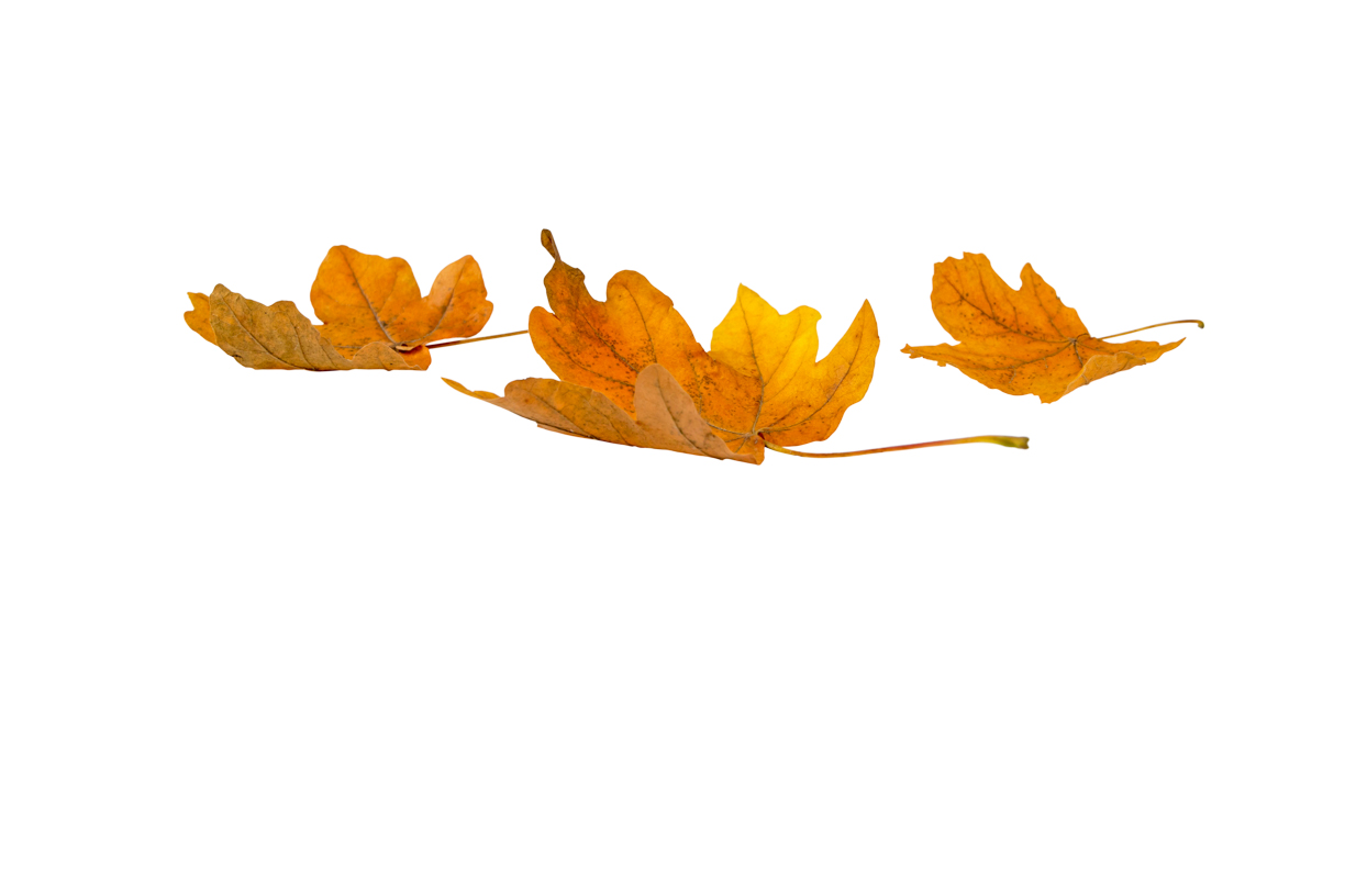 Autumn Leaves Magic(65)