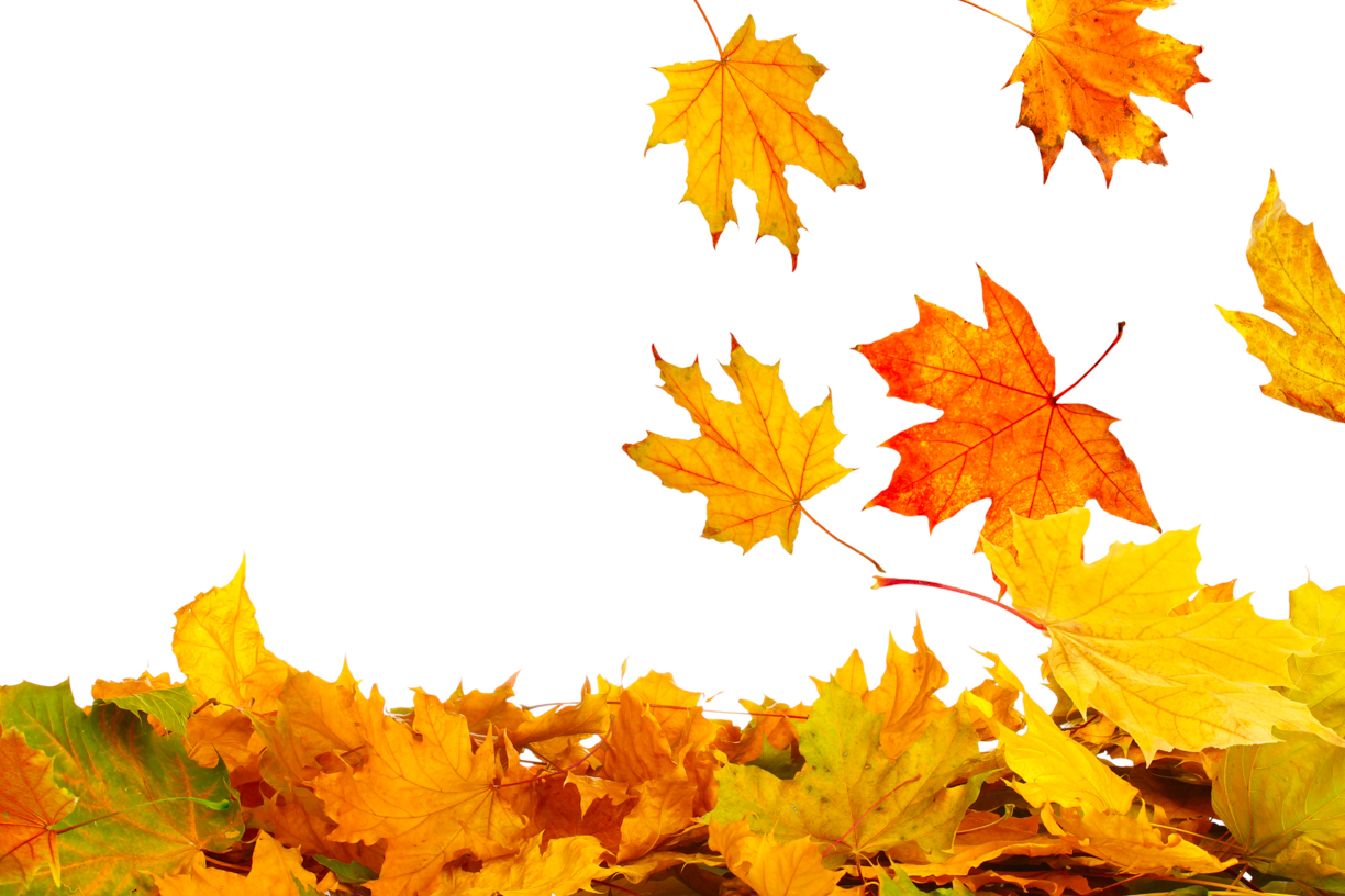 Autumn Leaves Magic(69)